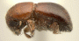 Cyclorhipidion repandum South New Guinea