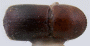 Cyclorhipidion repandum less bulging declivity