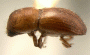 Euwallacea timidus