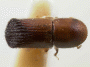 Truncaudum truncaticauda paratype