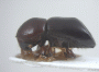 Beaverium venustulus side