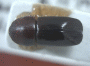 Beaverium venustulus top