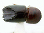 Immanus acanthurus top