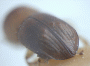Diuncus adossuarius declivity1