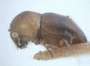 Diuncus adossuarius side