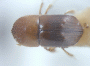 Diuncus adossuarius top