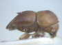 Diuncus gorggae paratype side