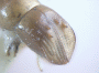 Diuncus haddeni