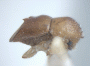 Diuncus haddeni