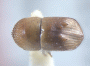 Diuncus haddeni