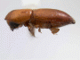 Cryptoxyleborus subnaevus PNG Jimmi Valley