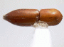 Cryptoxyleborus subnaevus PNG Jimmi Valley top
