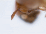 Cryptoxyleborus subnaevus protibia