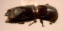 Debus latecornis junior synonym Xyleborus opulentus chagrenation