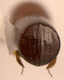 Amasa schlichi junior synonym Amasa striatotruncatus declivity