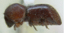 Fortiborus major homotype