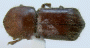 Fortiborus major homotype top