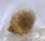 Microperus diversicolor antenna