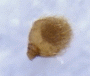 Microperus diversicolor antenna rear side