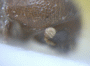 Microperus diversicolor junior synonym Coptodryas atava antenna