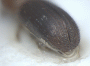 Microperus diversicolor junior synonym Coptodryas atava declivity