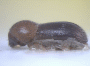 Microperus diversicolor junior synonym Coptodryas atava side