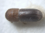 Microperus diversicolor junior synonym Coptodryas atava top