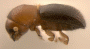 Microperus diversicolor junior synonym Microperus myristicae side