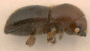 Microperus diversicolor junior synonym Microperus myristicae side2