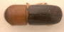 Microperus diversicolor junior synonym Microperus myristicae top