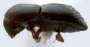 Stictodex dimidiatus junior synonym Xyleborus decumans side