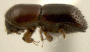 Stictodex dimidiatus junior synonym Xyleborus tunggali