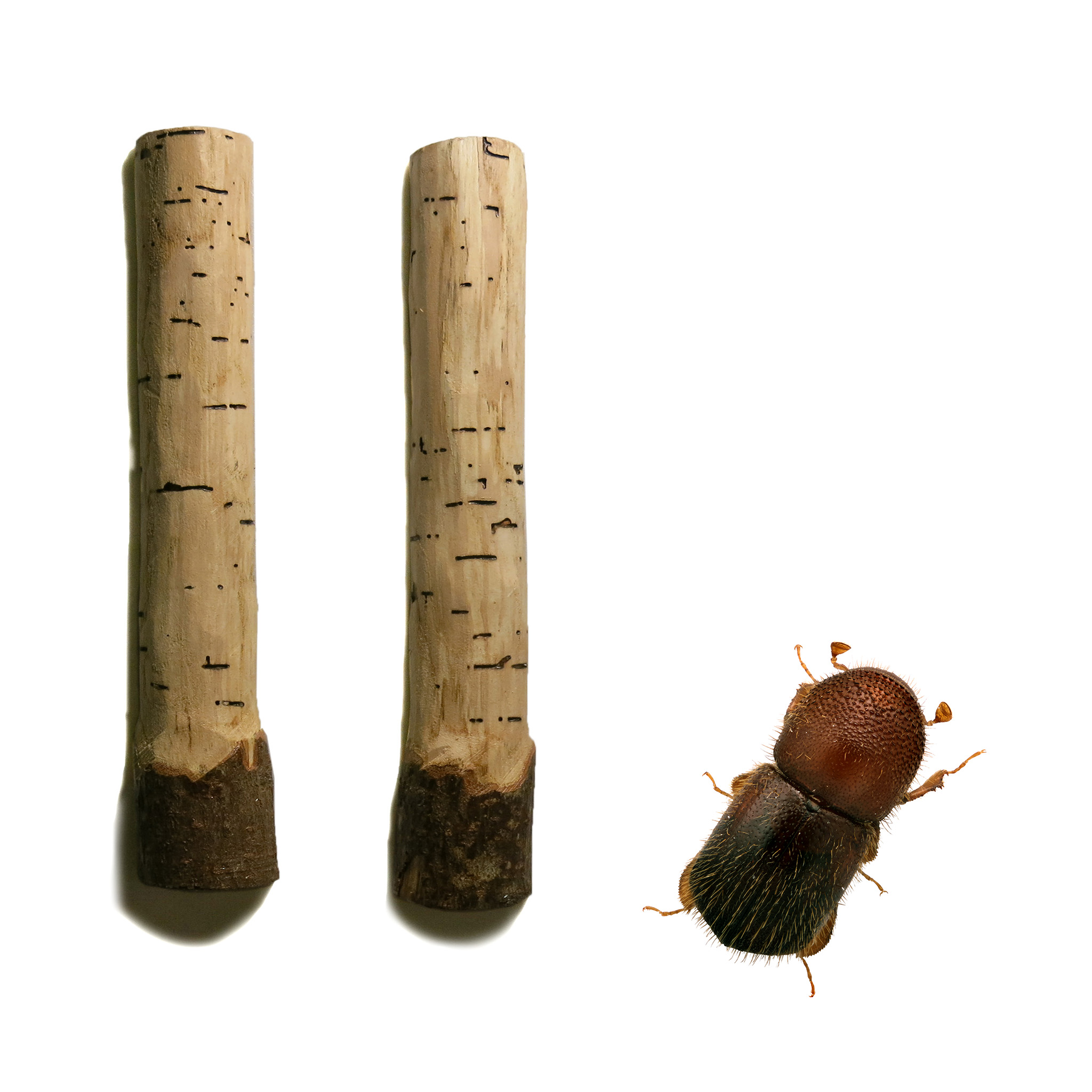 Bark and Ambrosia Beetles of , Xyleborinus saxesenii <span  style='font-style:normal';>(Ratzeburg 1837)</span> <span  style='font-style:normal';> (introduced)</span>