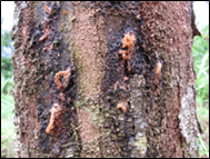 sap