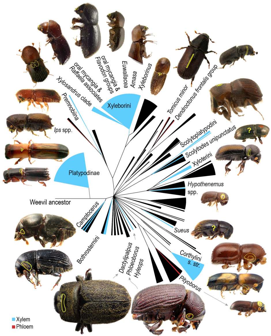 Lifecycle asian ambrosia beetle